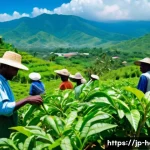 아이티의 주요 기업과 산업 현황 - A vibrant Haitian coffee farm scene during harvest season, showing diverse farmers wearing light clo...